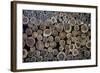 Log Ends-Charles Bowman-Framed Photographic Print