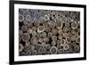 Log Ends-Charles Bowman-Framed Photographic Print