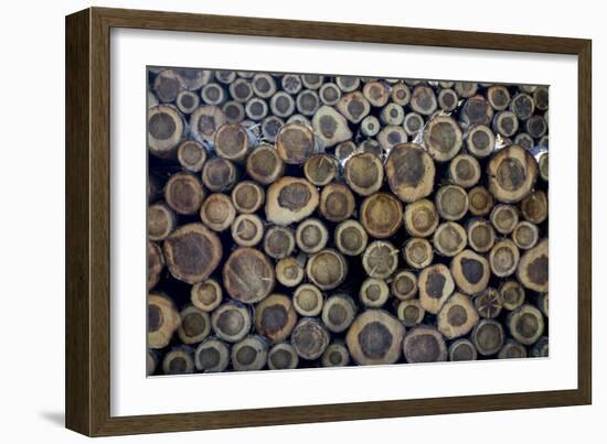 Log Ends-Charles Bowman-Framed Photographic Print