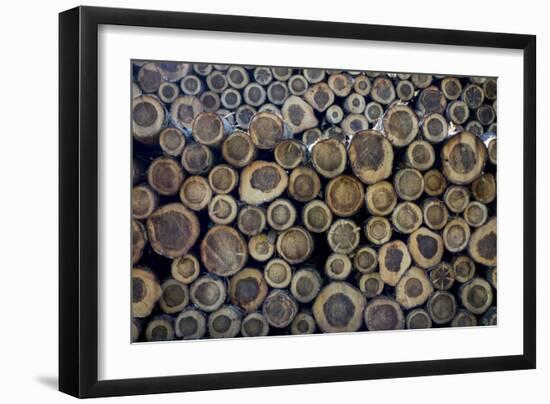 Log Ends-Charles Bowman-Framed Photographic Print