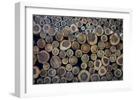 Log Ends-Charles Bowman-Framed Photographic Print