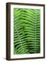 Log fern, Wood Fern-Jim Engelbrecht-Framed Photographic Print