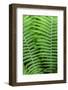 Log fern, Wood Fern-Jim Engelbrecht-Framed Photographic Print