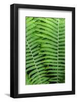 Log fern, Wood Fern-Jim Engelbrecht-Framed Photographic Print