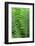 Log fern, Wood Fern-Jim Engelbrecht-Framed Photographic Print