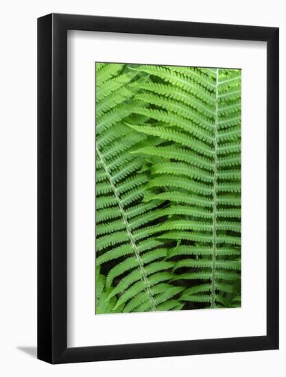 Log fern, Wood Fern-Jim Engelbrecht-Framed Photographic Print