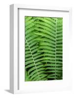 Log fern, Wood Fern-Jim Engelbrecht-Framed Photographic Print