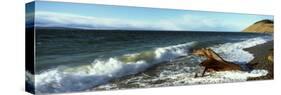 Log on the Beach, Ebey's Landing National Historical Reserve, Whidbey Island, Island County-null-Stretched Canvas