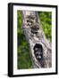 Log, Raccoons, Procyon Lotor, Portrait, Animal-Portrait-Ronald Wittek-Framed Premium Photographic Print