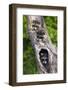 Log, Raccoons, Procyon Lotor, Portrait, Animal-Portrait-Ronald Wittek-Framed Photographic Print