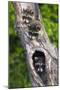 Log, Raccoons, Procyon Lotor, Portrait, Animal-Portrait-Ronald Wittek-Mounted Photographic Print