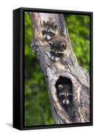 Log, Raccoons, Procyon Lotor, Portrait, Animal-Portrait-Ronald Wittek-Framed Stretched Canvas