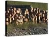 Log Storage, Wards Cove, Ketchikan, Alaska, USA-Savanah Stewart-Stretched Canvas