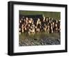 Log Storage, Wards Cove, Ketchikan, Alaska, USA-Savanah Stewart-Framed Photographic Print