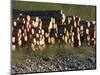 Log Storage, Wards Cove, Ketchikan, Alaska, USA-Savanah Stewart-Mounted Photographic Print