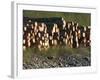 Log Storage, Wards Cove, Ketchikan, Alaska, USA-Savanah Stewart-Framed Photographic Print