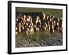 Log Storage, Wards Cove, Ketchikan, Alaska, USA-Savanah Stewart-Framed Photographic Print