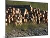 Log Storage, Wards Cove, Ketchikan, Alaska, USA-Savanah Stewart-Mounted Photographic Print