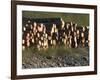 Log Storage, Wards Cove, Ketchikan, Alaska, USA-Savanah Stewart-Framed Photographic Print