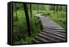 Log Walkway in Forest, New Brunswick, Canada-Ellen Anon-Framed Stretched Canvas