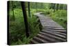 Log Walkway in Forest, New Brunswick, Canada-Ellen Anon-Stretched Canvas