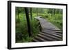 Log Walkway in Forest, New Brunswick, Canada-Ellen Anon-Framed Photographic Print