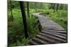 Log Walkway in Forest, New Brunswick, Canada-Ellen Anon-Mounted Photographic Print