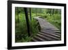 Log Walkway in Forest, New Brunswick, Canada-Ellen Anon-Framed Photographic Print