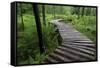 Log Walkway in Forest, New Brunswick, Canada-Ellen Anon-Framed Stretched Canvas