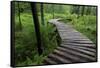 Log Walkway in Forest, New Brunswick, Canada-Ellen Anon-Framed Stretched Canvas