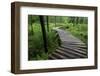 Log Walkway in Forest, New Brunswick, Canada-Ellen Anon-Framed Photographic Print