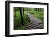 Log Walkway in Forest, New Brunswick, Canada-Ellen Anon-Framed Photographic Print