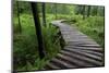 Log Walkway in Forest, New Brunswick, Canada-Ellen Anon-Mounted Photographic Print