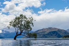 A lonely tree is silhouetted in a lake in the mountains, Wanaka, Otago, South Island, New Zealand-Logan Brown-Photographic Print