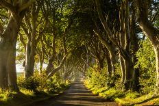 A road runs through the Dark Hedges tree tunnel at sunrise in Northern Ireland, United Kingdom-Logan Brown-Photographic Print