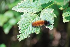 Caterpillar on Leaf II-Logan Thomas-Photographic Print