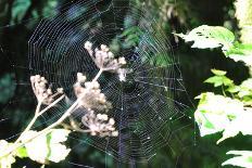 Spiderweb I-Logan Thomas-Photographic Print