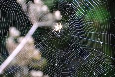 Spiderweb I-Logan Thomas-Photographic Print