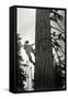 Logger Climbing Tree, ca. 1947-K.S. Brown-Framed Stretched Canvas