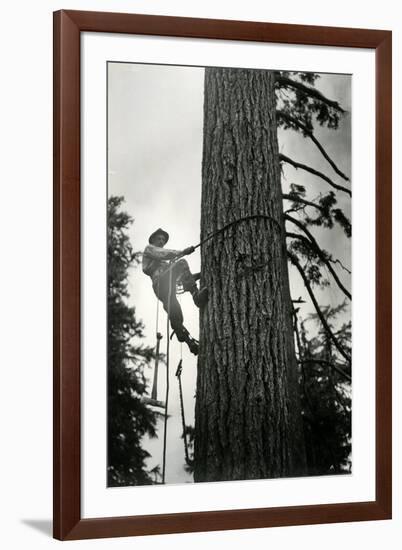 Logger Climbing Tree, ca. 1947-K.S. Brown-Framed Giclee Print