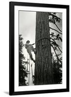 Logger Climbing Tree, ca. 1947-K.S. Brown-Framed Giclee Print