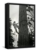 Logger Climbing Tree, ca. 1947-K.S. Brown-Framed Stretched Canvas