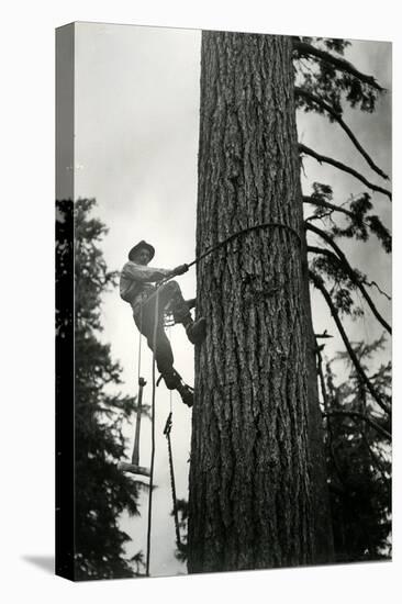 Logger Climbing Tree, ca. 1947-K.S. Brown-Stretched Canvas