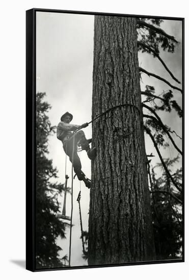 Logger Climbing Tree, ca. 1947-K.S. Brown-Framed Stretched Canvas