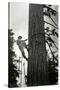 Logger Climbing Tree, ca. 1947-K.S. Brown-Stretched Canvas