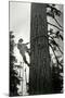 Logger Climbing Tree, ca. 1947-K.S. Brown-Mounted Giclee Print