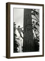 Logger Climbing Tree, ca. 1947-K.S. Brown-Framed Giclee Print