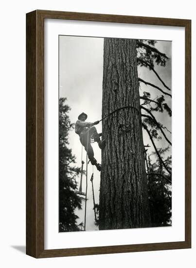 Logger Climbing Tree, ca. 1947-K.S. Brown-Framed Giclee Print