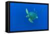 Loggerhead sea turtle accompanied by Imperial blackfish-Franco Banfi-Framed Stretched Canvas