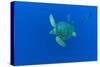 Loggerhead sea turtle accompanied by Imperial blackfish-Franco Banfi-Stretched Canvas